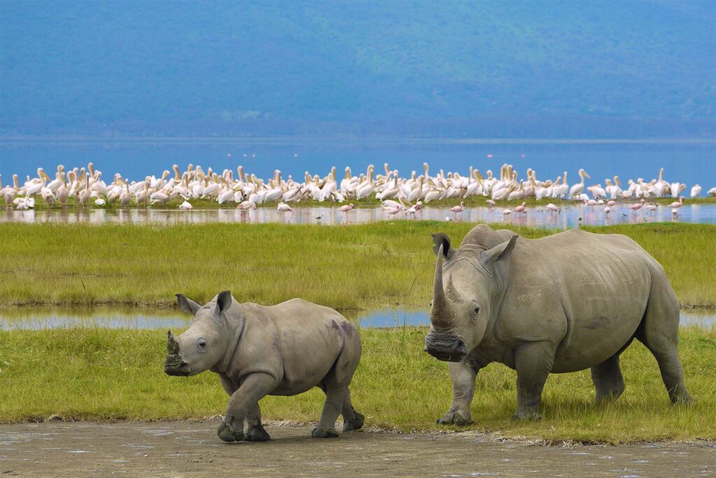 Ngorongoro Crater