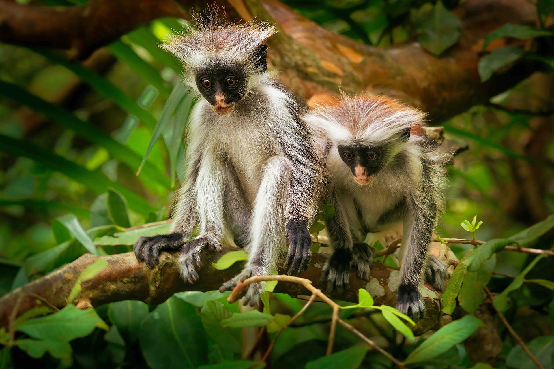 1-Day Trip Jozani Forest Tour – Zanzibar