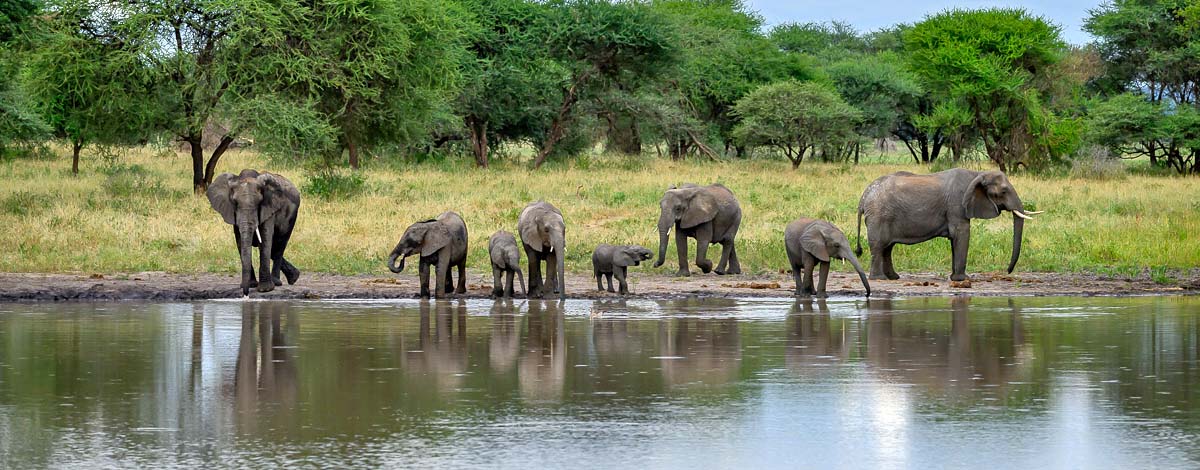 1-Day Tarangire National Park safari