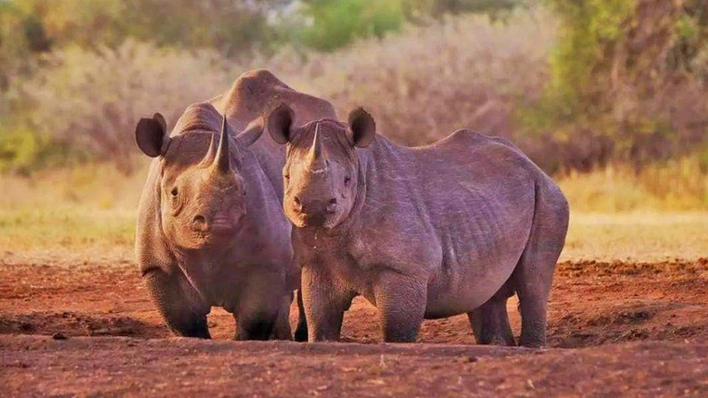 Mkomazi National Park