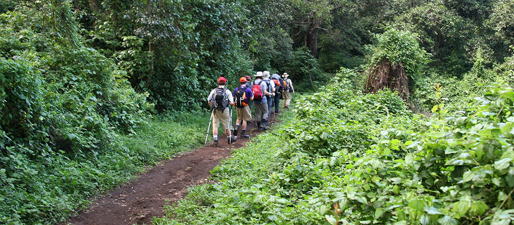 Tropical Forest on Marangu Route