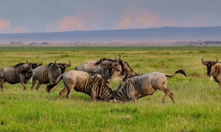 9-Day Tarangire, Serengeti, Ngorongoro, Hadzabe & West Kilimanjaro Cultural Tour Experience