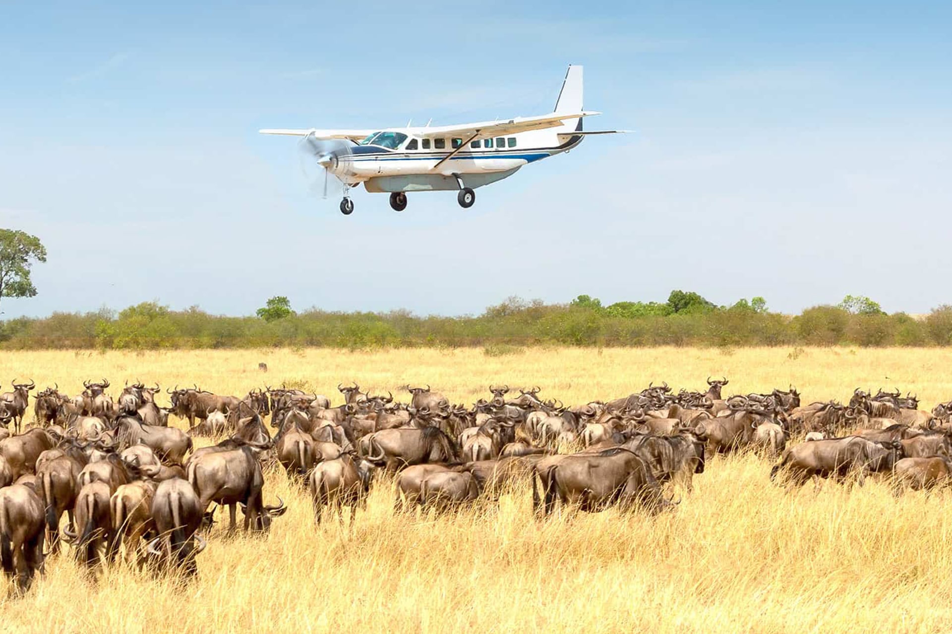 2-Day Mid-Range Fly - In Safari from Zanzibar