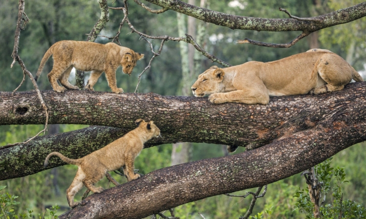 4-Day Best Relaxation Safari Experience - Visit Tarangire and Ngorongoro crater
