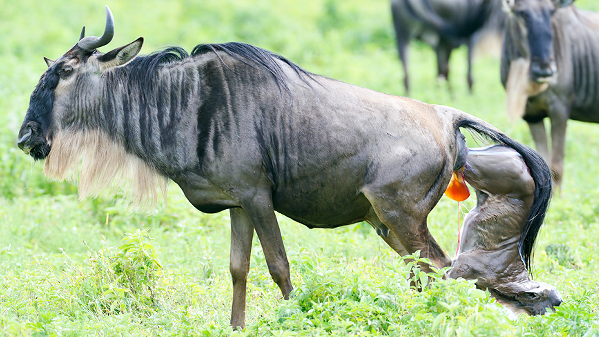 7-DayThe Ultimate Ndutu Calving Season Experience