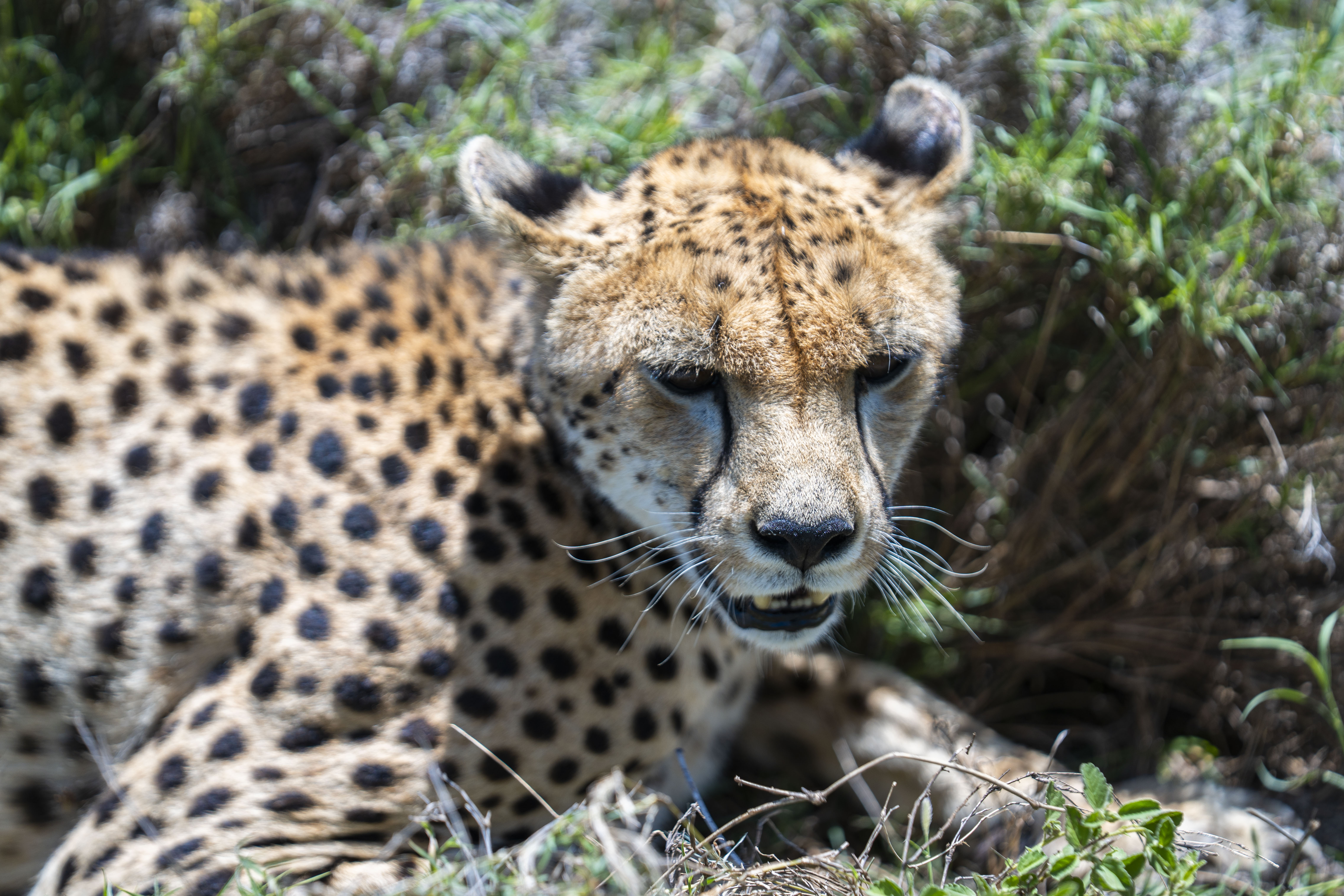 9-Day Serengeti, Ngorongoro, Tarangire & Kilimanjaro Materuni Waterfalls Tour