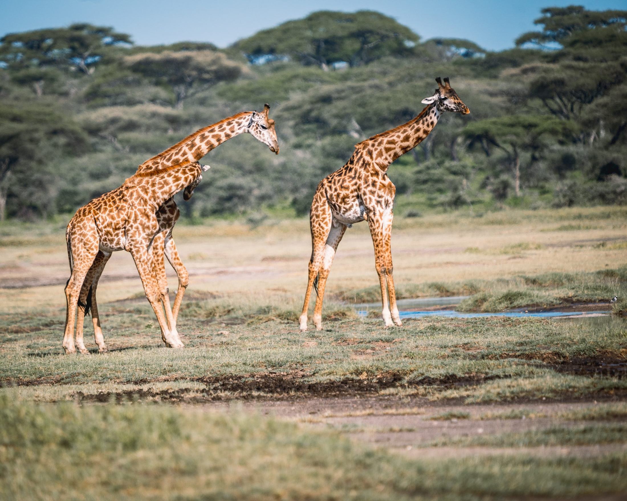 4-Day Best Affordable Mid Range Safari and  Chemka hot springs