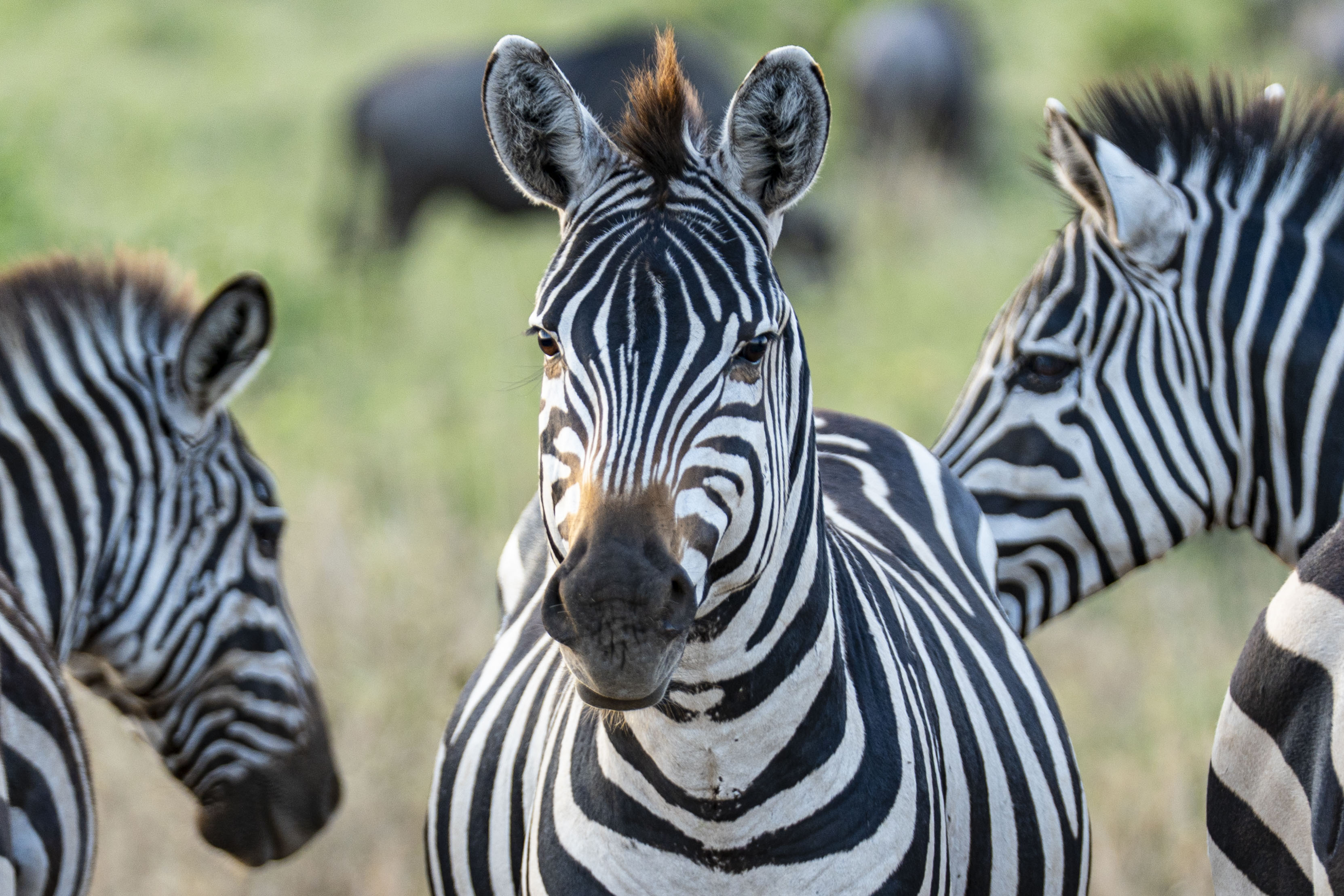 8-Day Ultimate Camping Safari, Culture & Chemka Escape