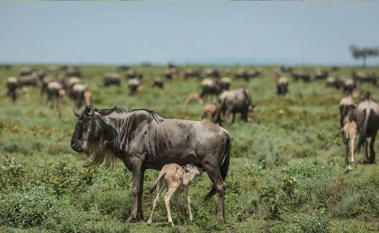 5-Day Ndutu Calving Season Safari - Southern Serengeti