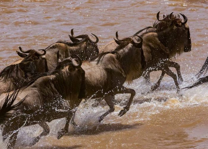 9-Day The Great Migration Safari & Romantic Beach Escape