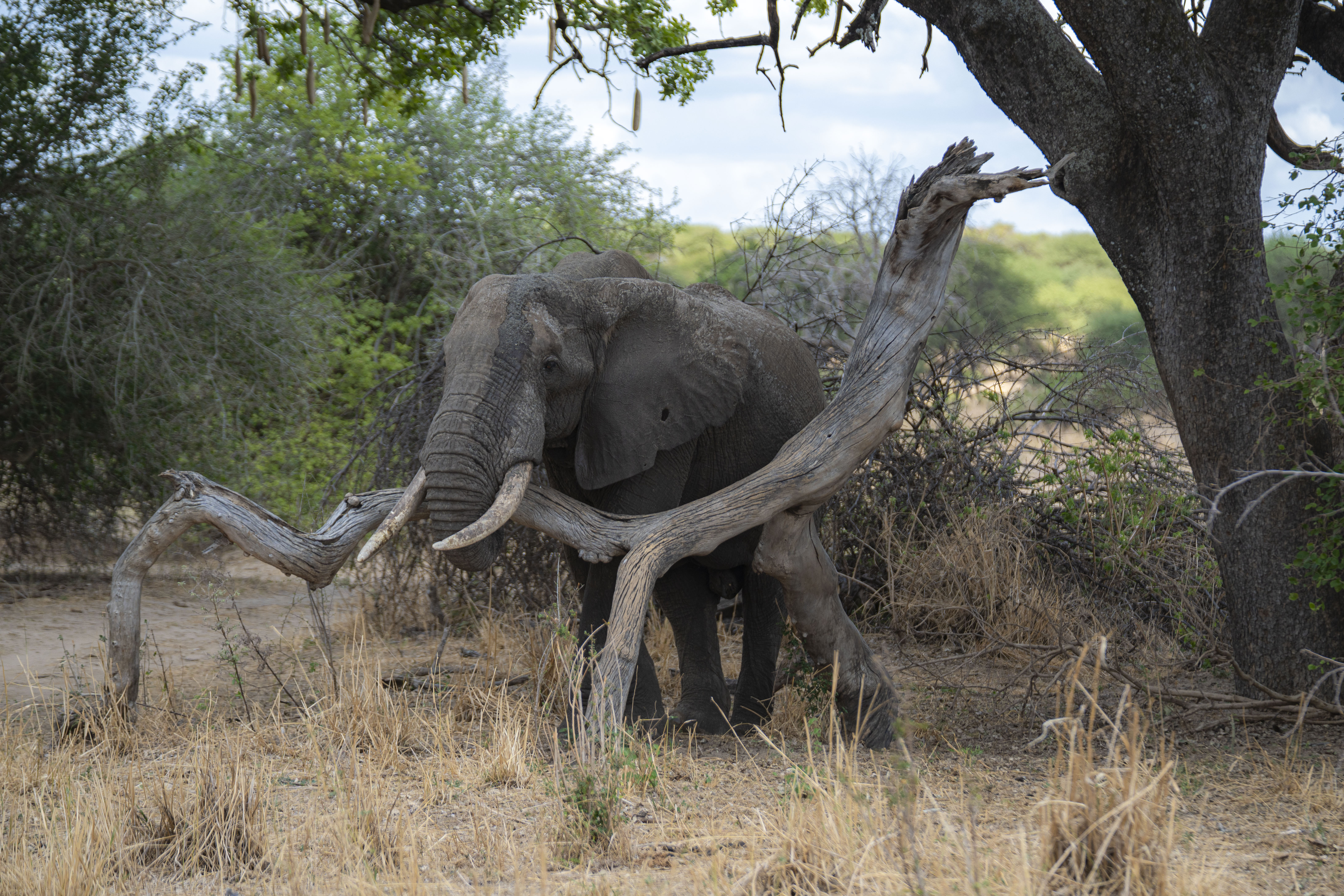 8-Day Tarangire, Lake Eyasi, Mto wa mbu, Masai village, Materuni Waterfalls & Chemka hotsprings