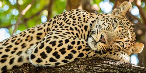 5-Day Luxury Fly-In / Fly-Out Safari to Serengeti and Ngorongoro