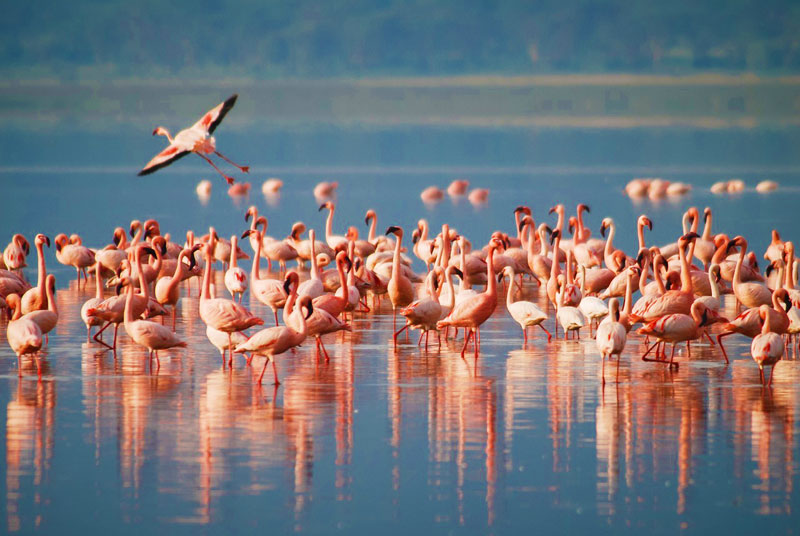 4-Day Capture Mid-Range Safari Experience