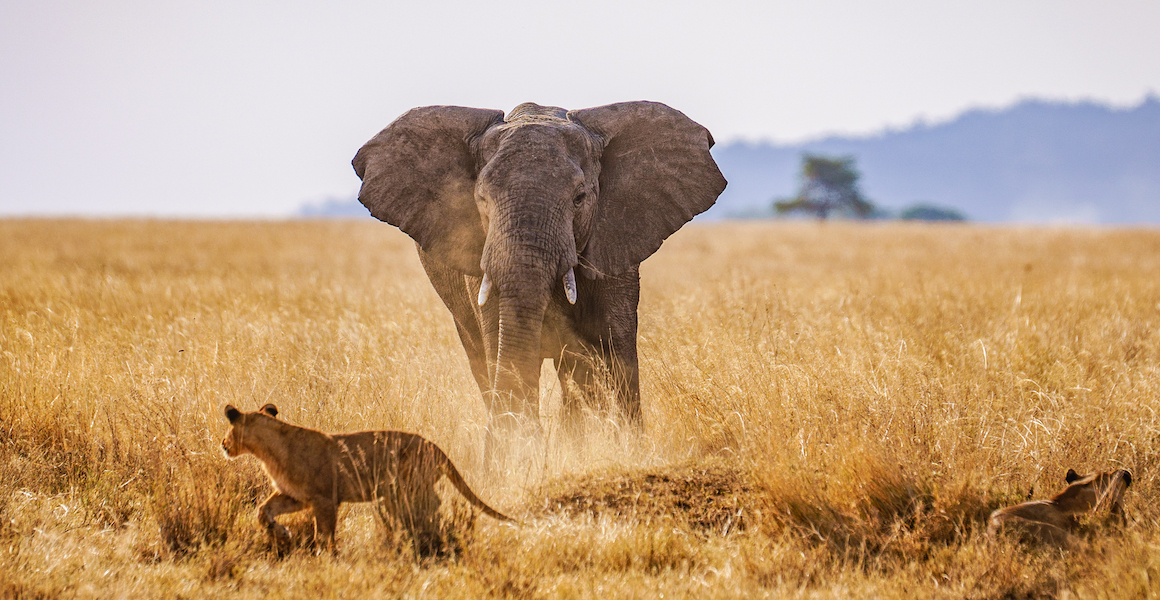 6-Day Best of Luxury Tanzania Safari Experience