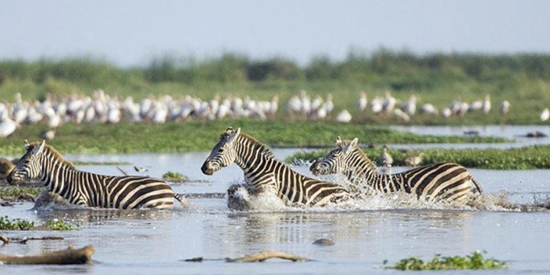 3-Day Fly in Safari Tarangire Ngorongoro & Lake Manyara - From Zanzibar